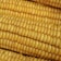 Close-up view of several ears of corn with bright yellow kernels packed tightly in rows.