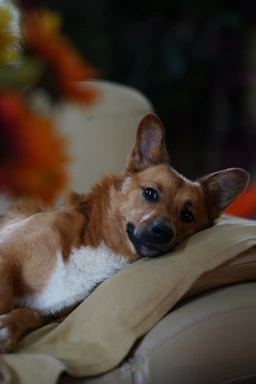A cozy scene of a happy dog resting near a laptop on a warm beige background