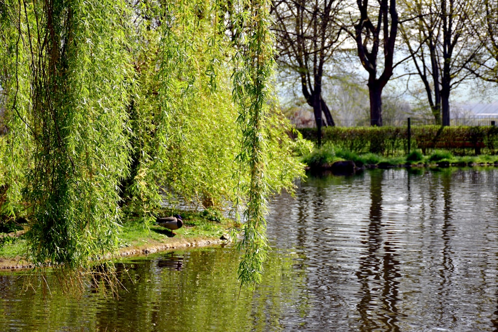 a body of water surrounded by trees and grass