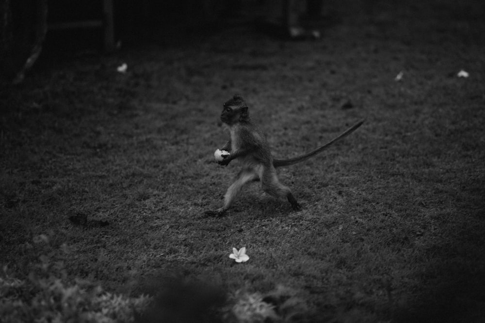 a monkey walking across a grass covered field