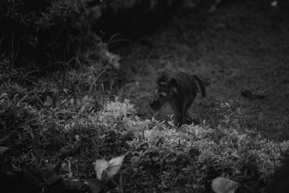 a black and white photo of a monkey in the grass