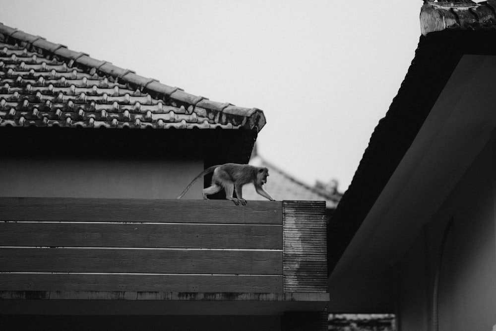 a dog standing on top of a roof next to a building