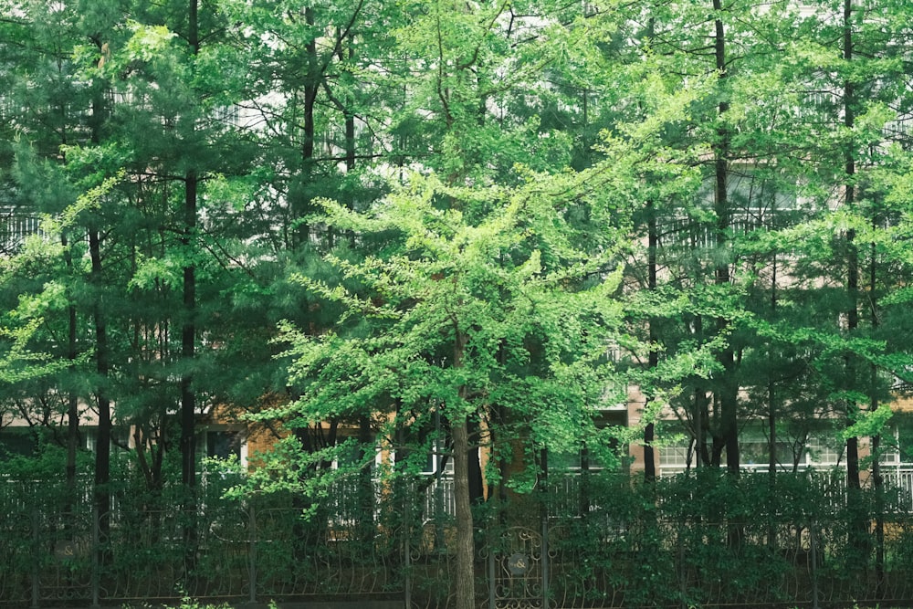a tree in front of a fence in a park