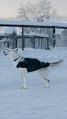 A white dog wearing a black coat stands in a snowy environment near a fence. The background includes snow-covered trees and structures, and the scene appears cold but calm.