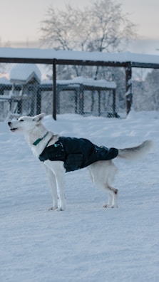 A white dog wearing a black coat stands in a snowy environment near a fence. The background includes snow-covered trees and structures, and the scene appears cold but calm.
