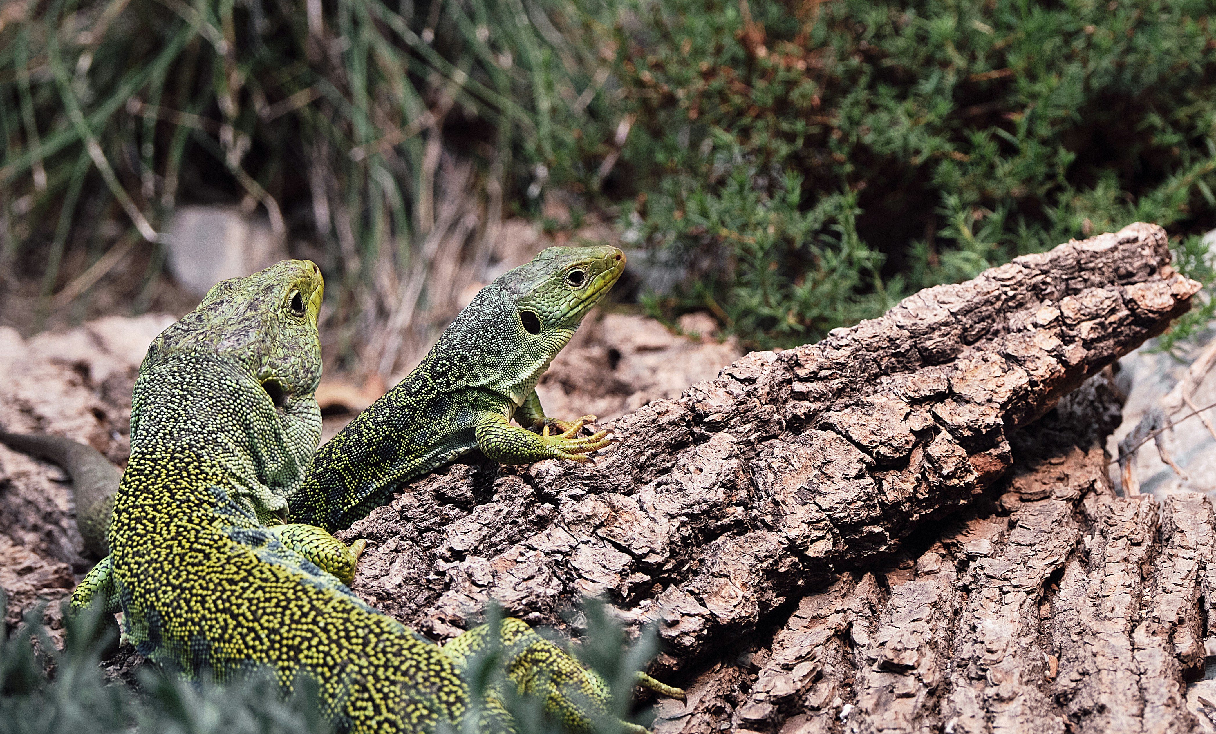 Two green lizards sitting on a tree branch photo – Free Animal Image on ...