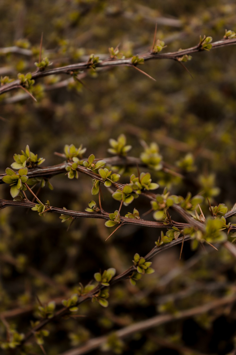 a close up of a branch with small leaves