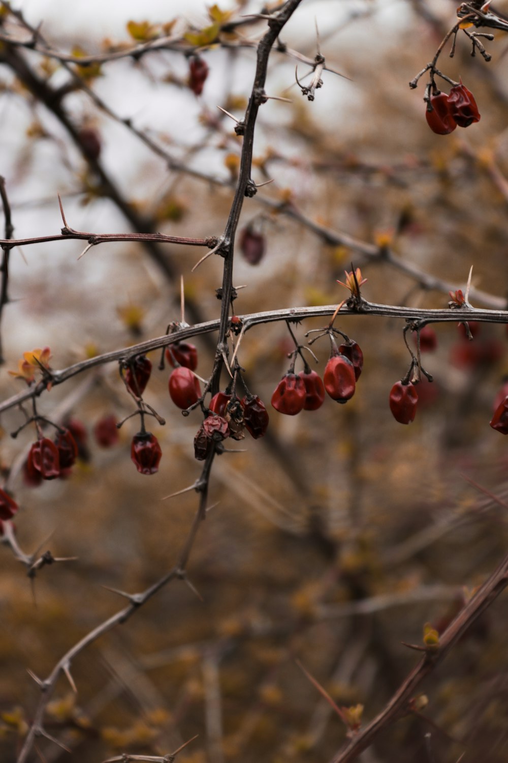 a bunch of berries hanging from a tree branch