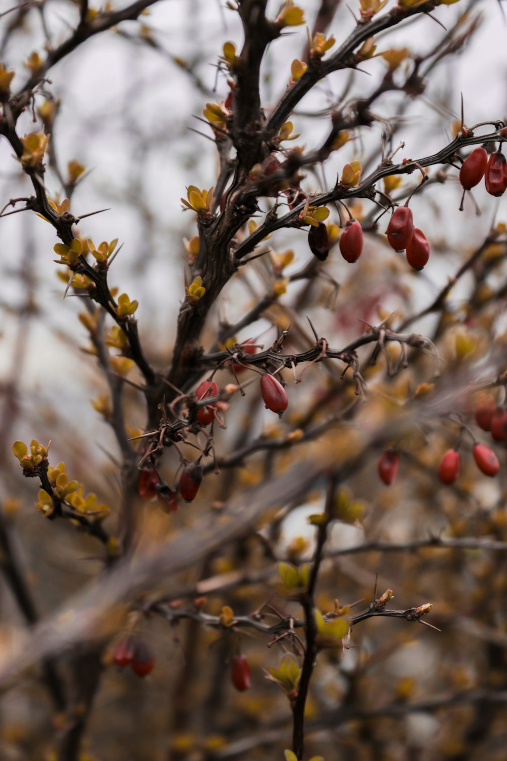 a close up of a tree with fruit on it