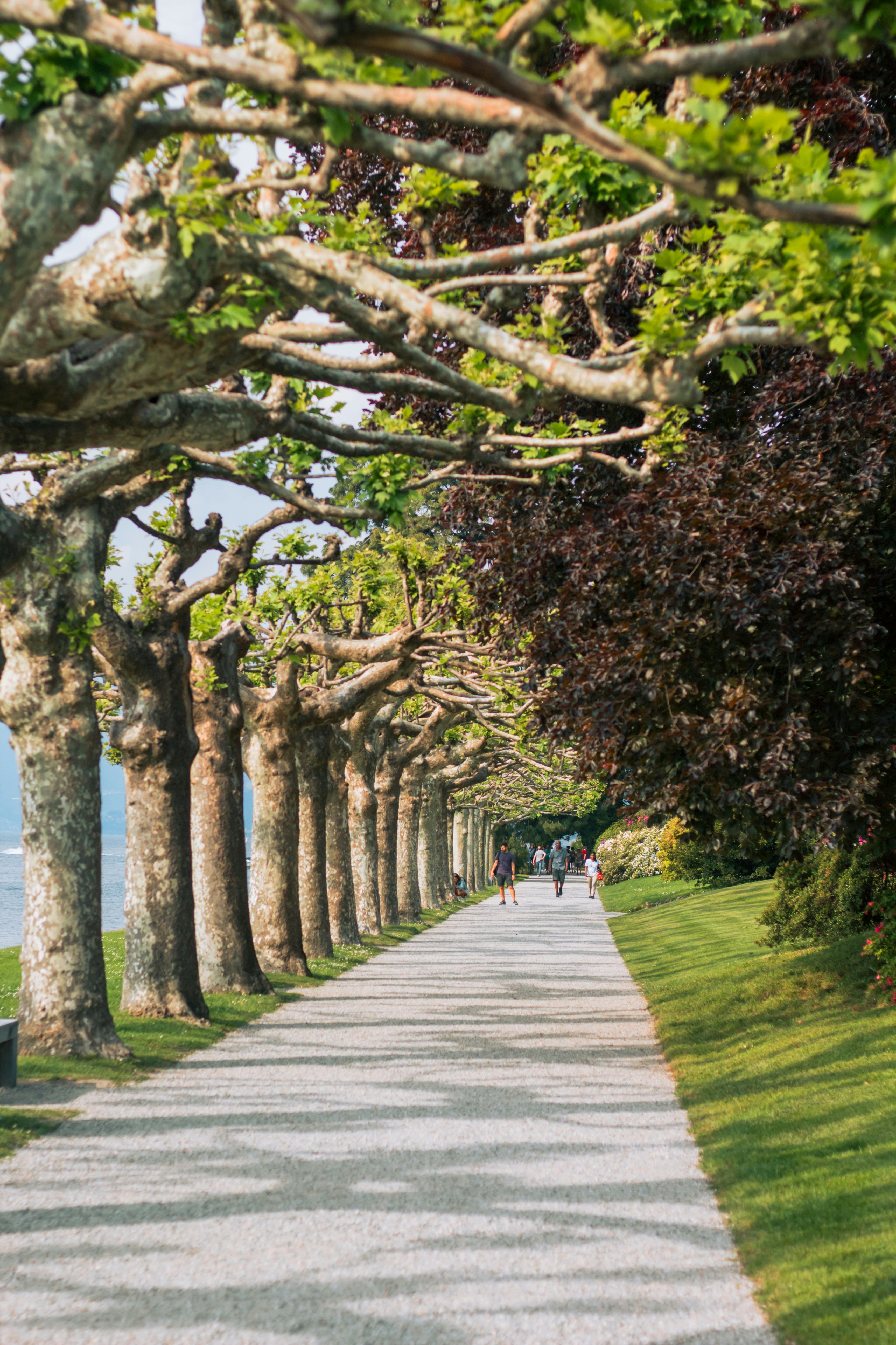 Una hilera de árboles que bordean un camino junto al océano