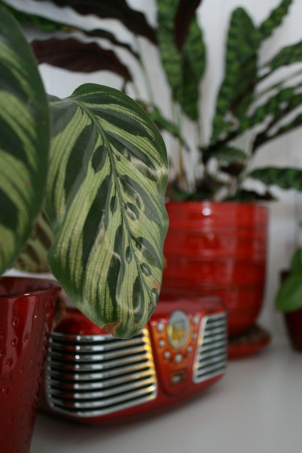 a close up of a plant on a table