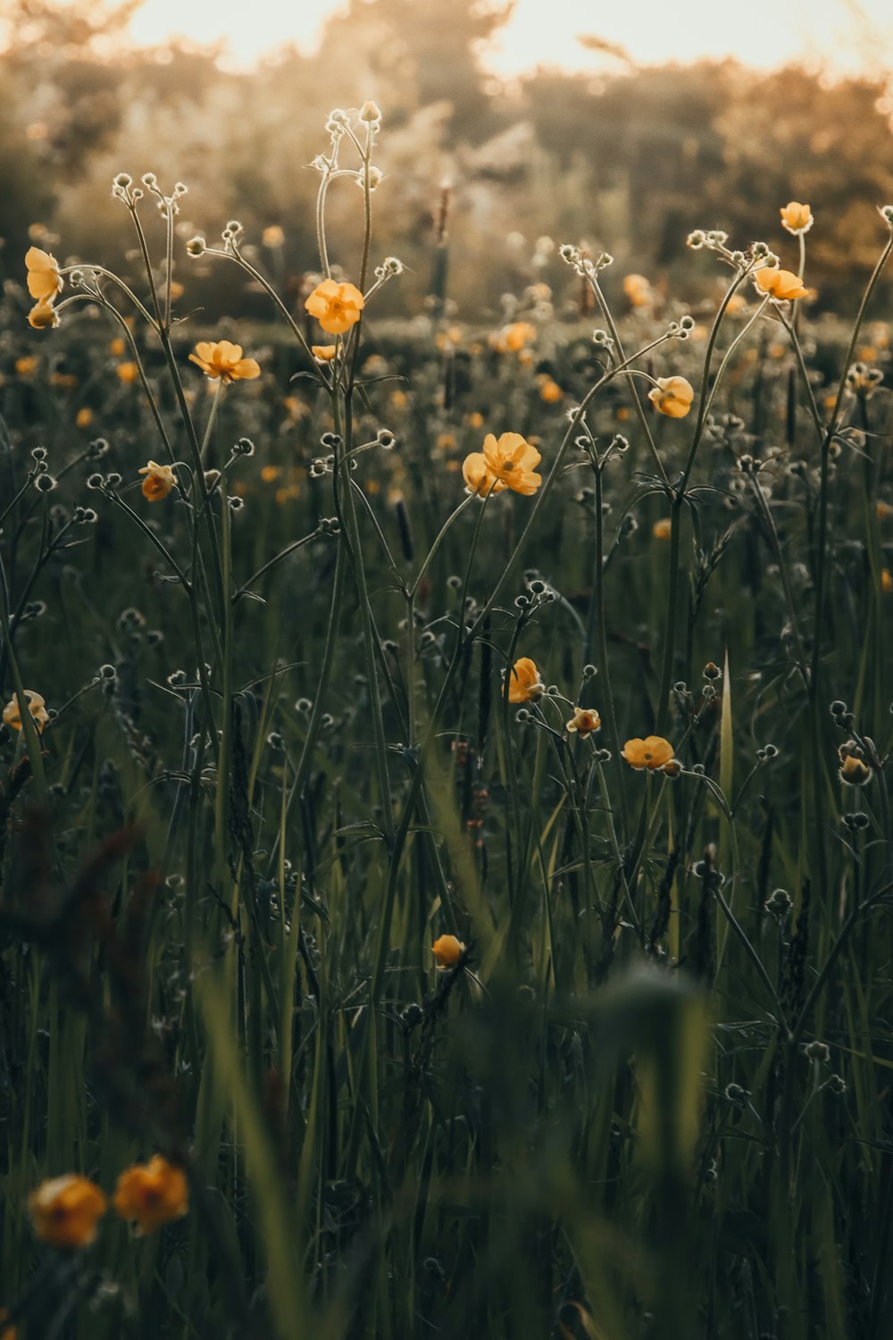 a field full of yellow flowers with the sun in the background