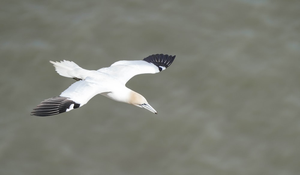 ein weißer und schwarzer Vogel, der über ein Gewässer fliegt