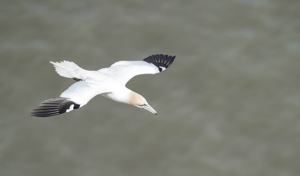 a white and black bird flying over a body of water