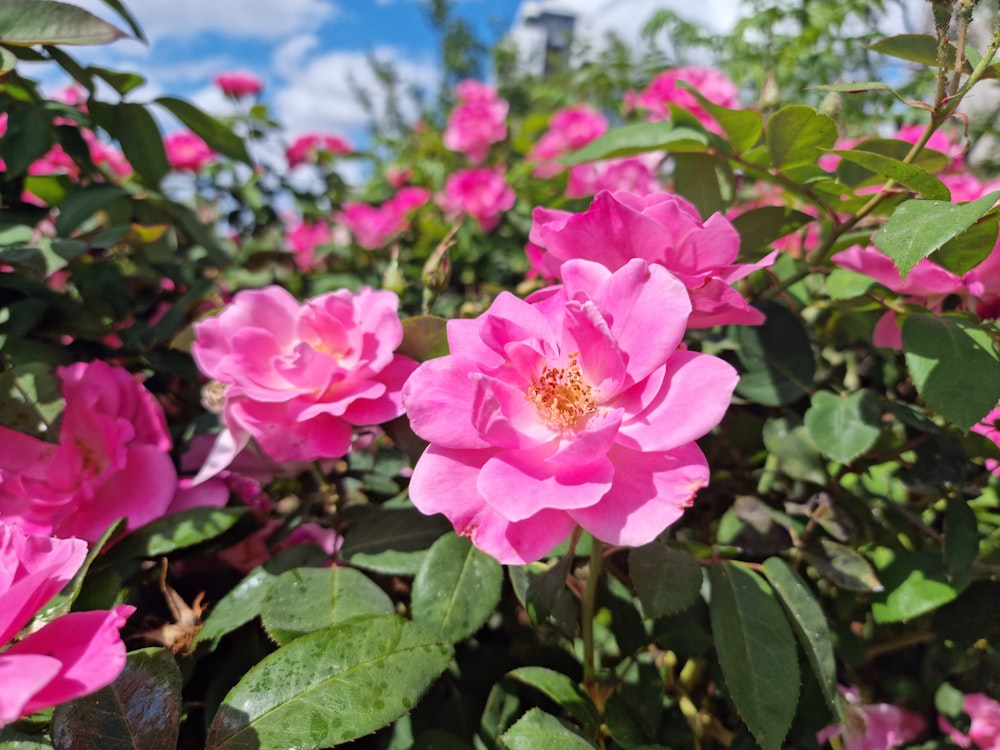 a bush of pink flowers with green leaves