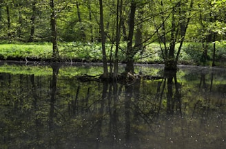 A serene wooded area with trees lining the edge of a calm body of water. The reflection of the lush green trees is clearly visible in the water, creating a symmetrical and peaceful scene. The foliage appears dense and vibrant, indicating a thriving natural environment.