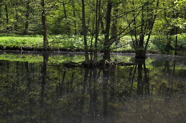 A serene wooded area with trees lining the edge of a calm body of water. The reflection of the lush green trees is clearly visible in the water, creating a symmetrical and peaceful scene. The foliage appears dense and vibrant, indicating a thriving natural environment.