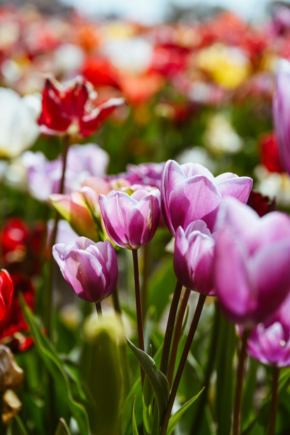 a field full of purple and red flowers