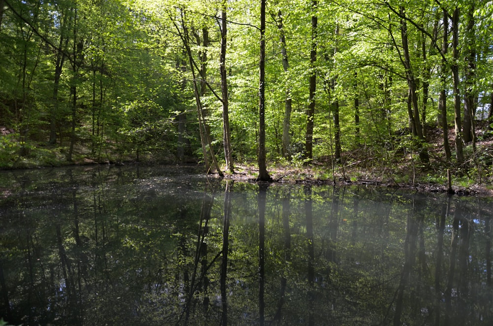 a body of water surrounded by trees in a forest