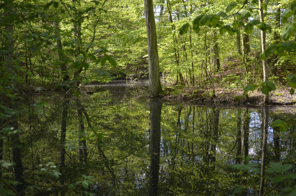 a body of water surrounded by trees in a forest