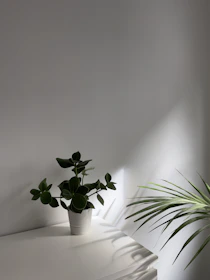 Minimalist scene showing aloe vera leaves and cream on a clean white surface with soft shadows