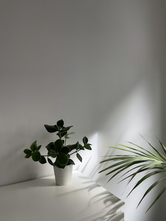 A minimalist interior scene with a white wall and a white surface upon which a small potted green plant sits. The leaves are broad and glossy, and there's indirect sunlight casting soft shadows. A second plant with long, narrow leaves is partially visible on the right side.