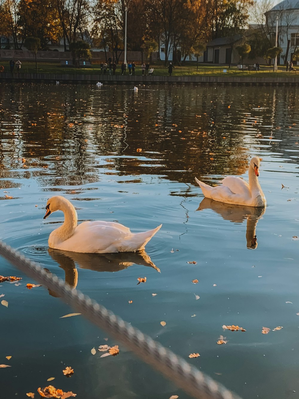 two white swans swimming in a lake next to a rope