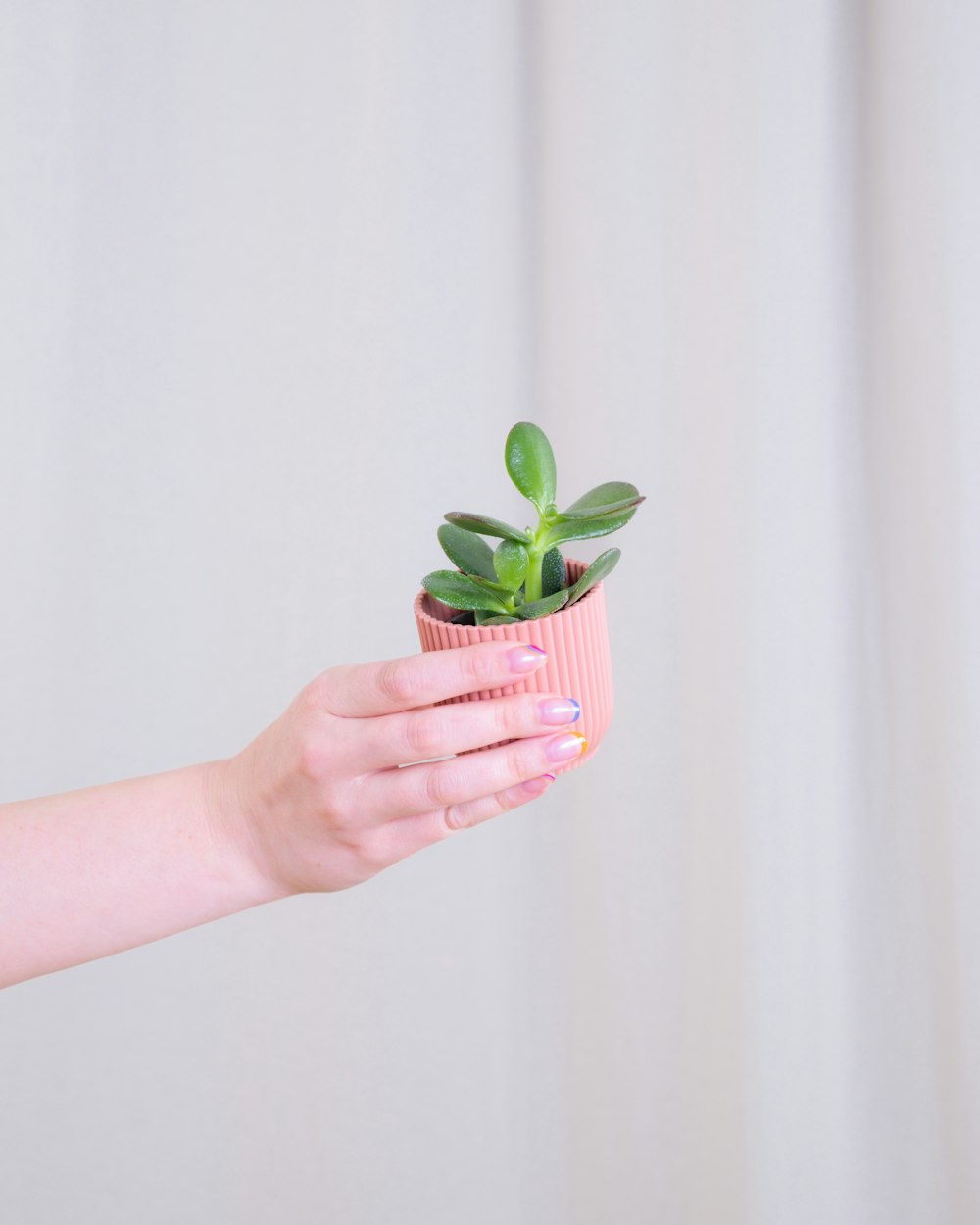 a person's hand holding a small potted plant