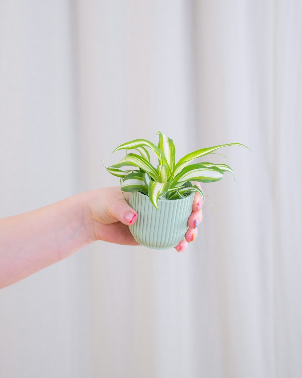 a person holding a small potted plant in their hand