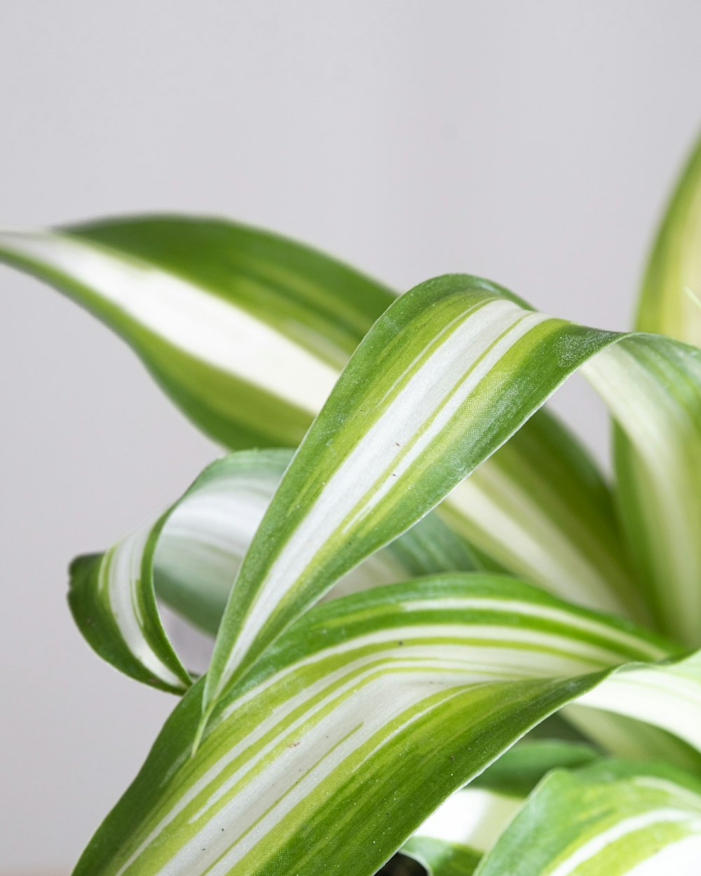 a close up of a green and white plant