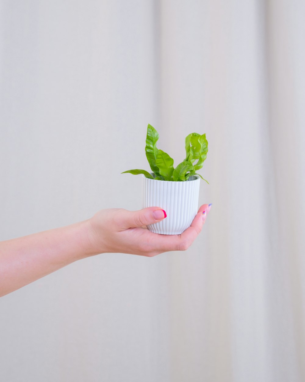 una persona sosteniendo una pequeña planta en maceta en la mano