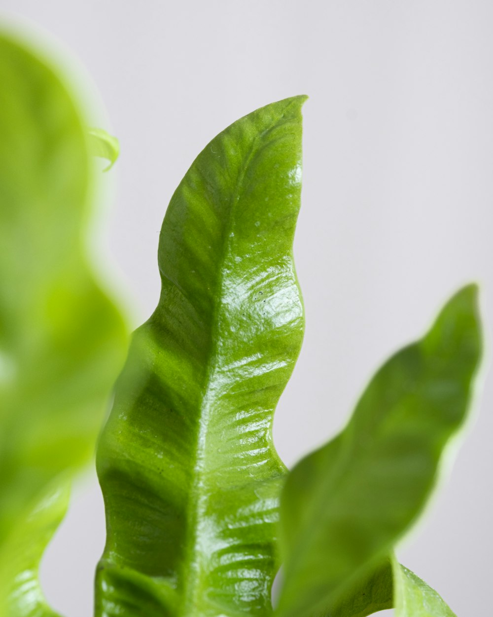 a close up of a green plant with a white background