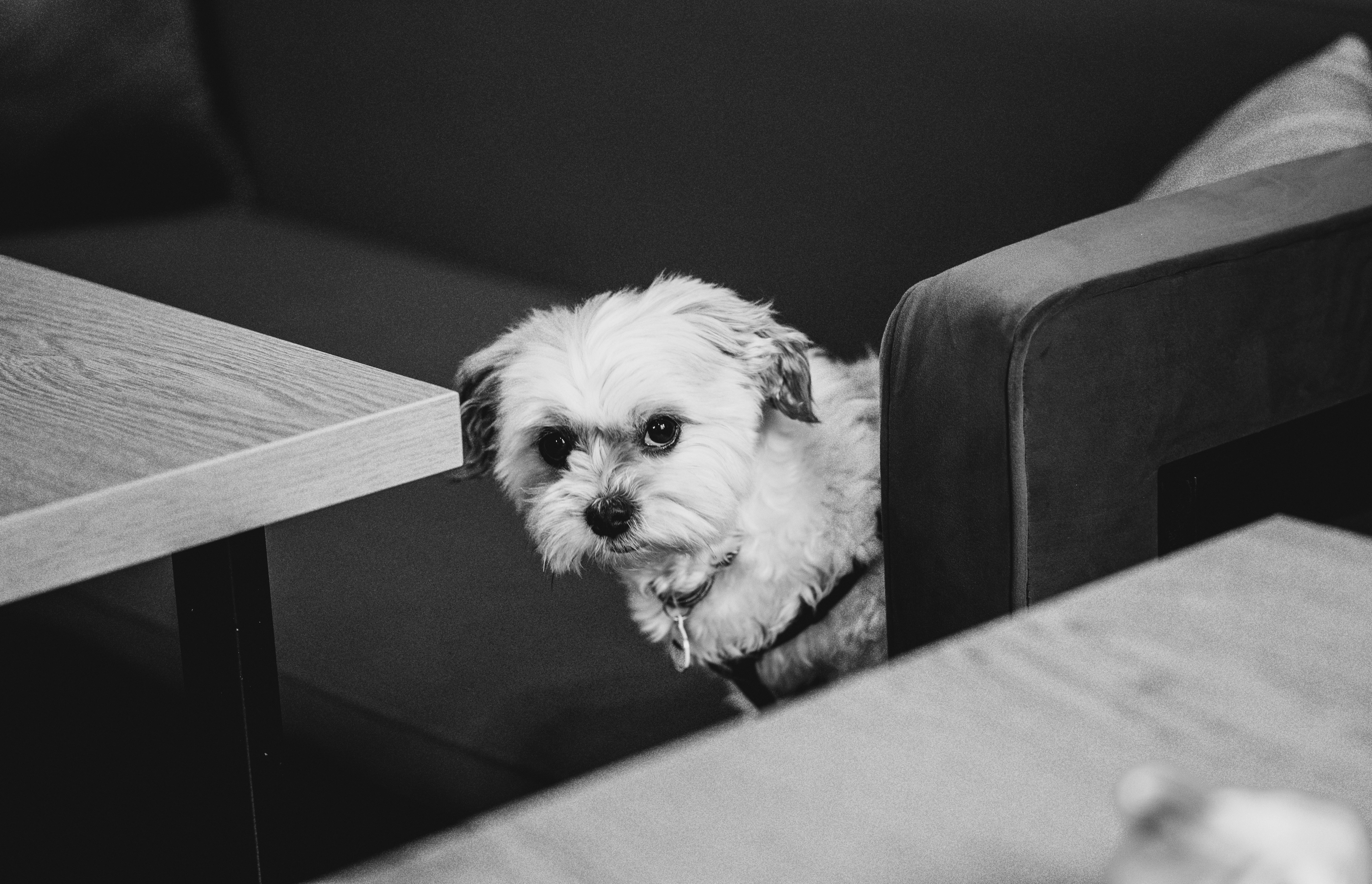 a small white dog sitting on top of a wooden table
