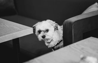 a small white dog sitting on top of a wooden table