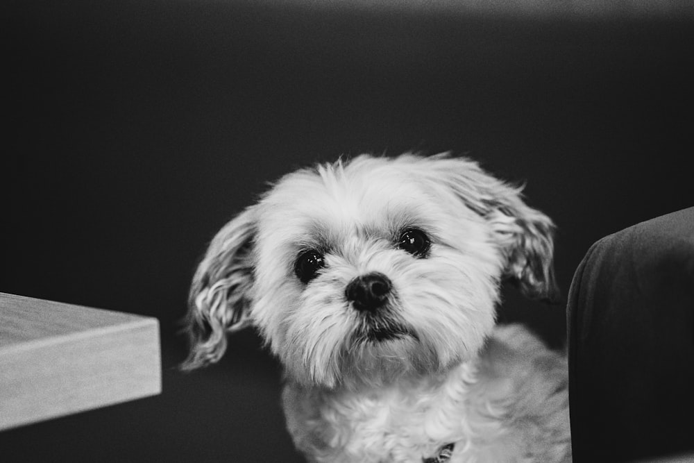 a black and white photo of a small dog