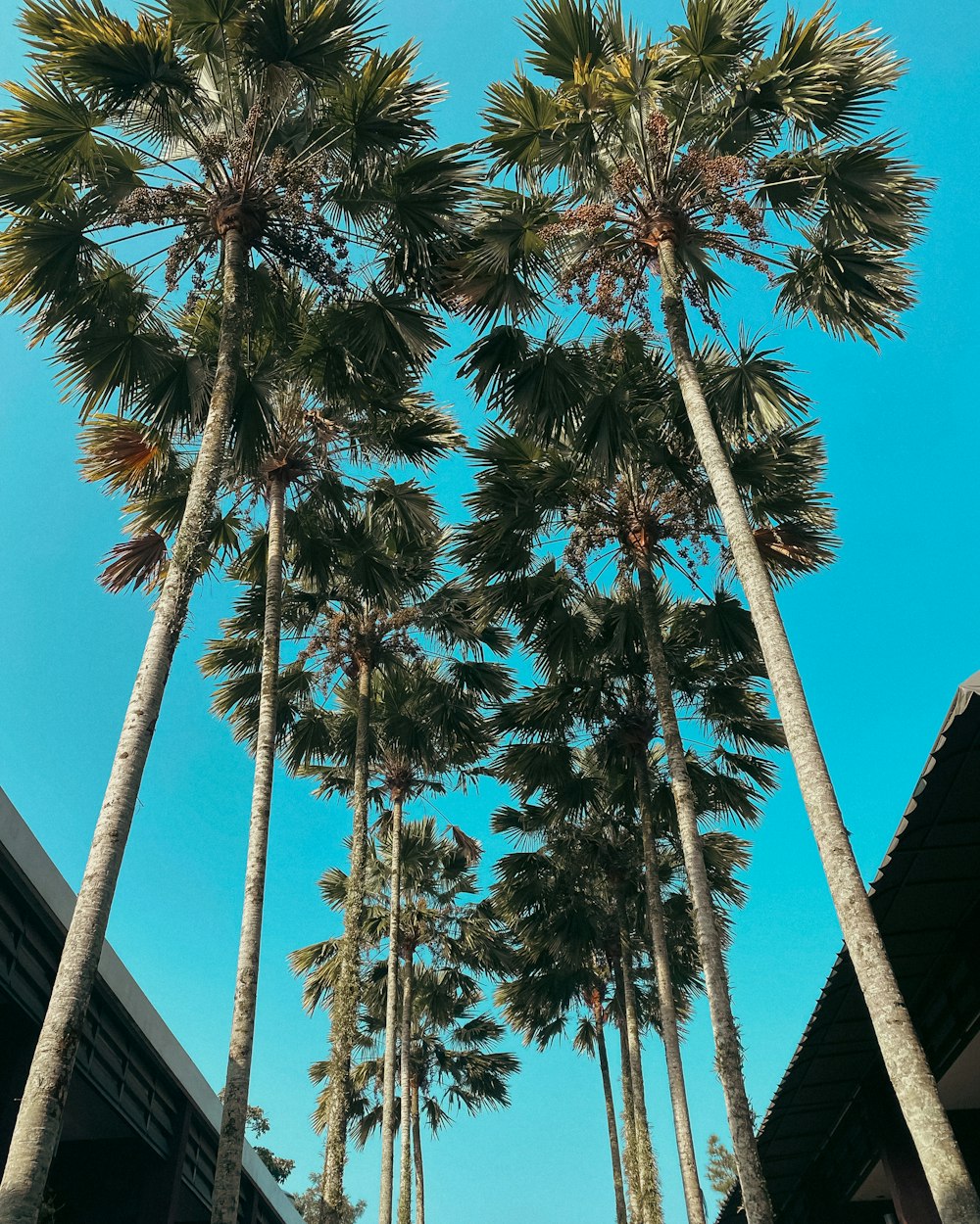 a group of tall palm trees standing next to each other