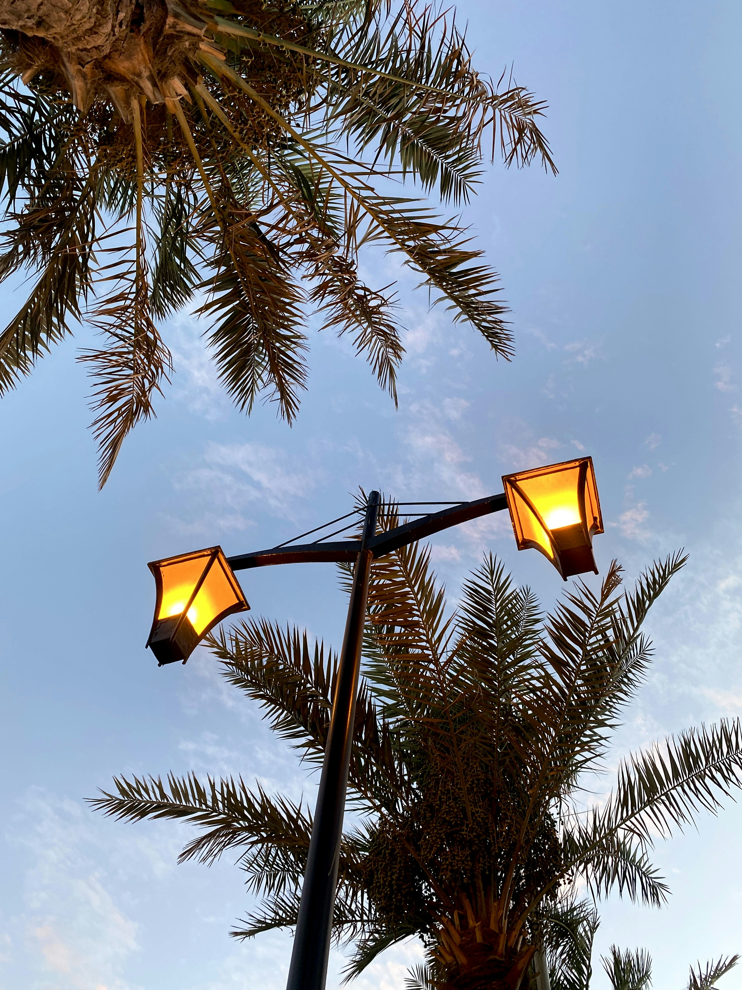 a couple of street lights sitting next to a palm tree