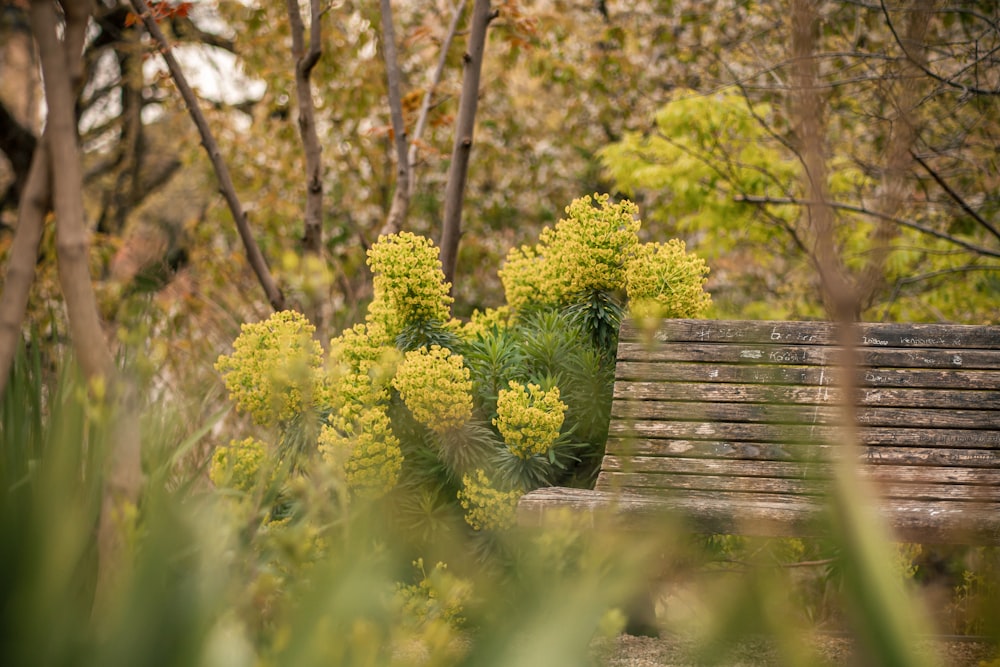 a wooden bench sitting in the middle of a forest