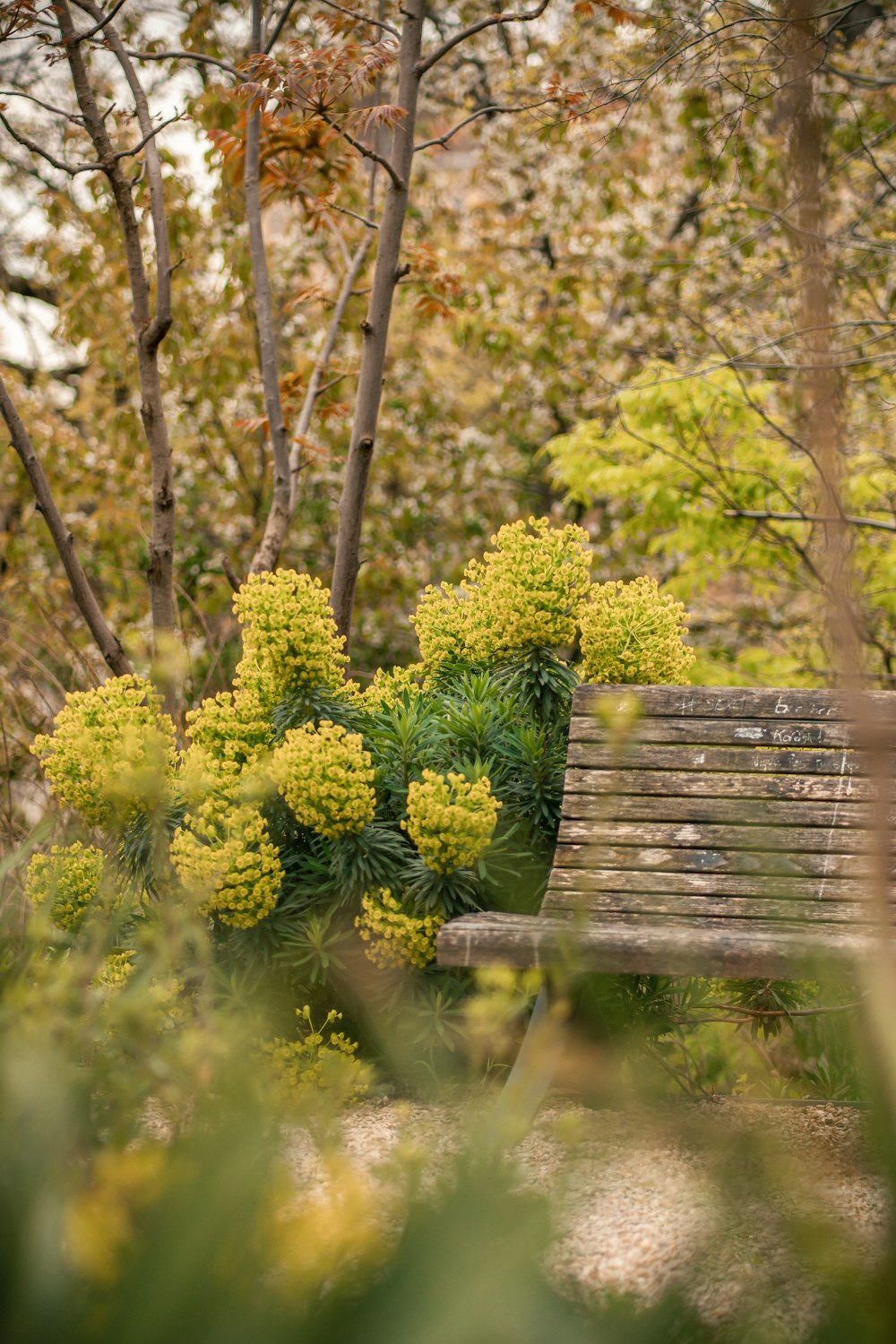 森の真ん中に座っている木製のベンチ