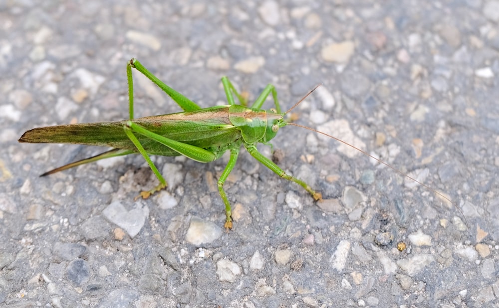 a close up of a green grasshopper on the ground