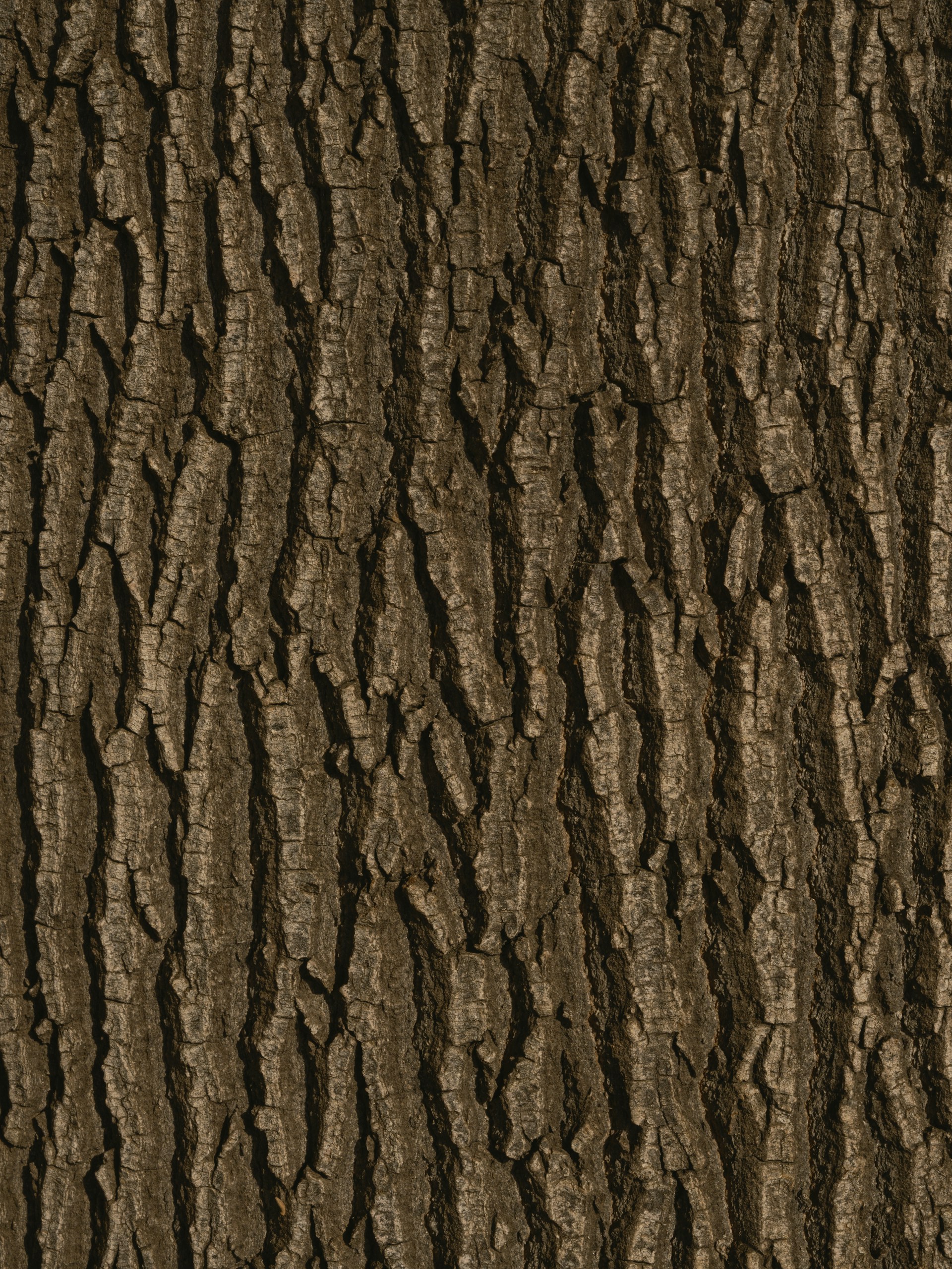 the bark of a tree is brown and brown