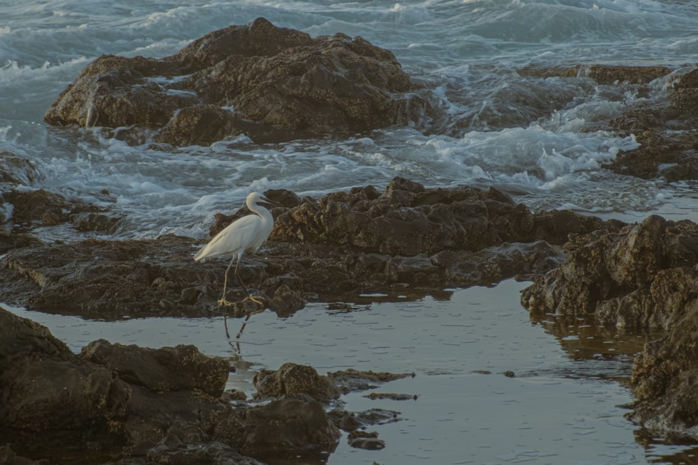 Un oiseau blanc debout au sommet d’une plage rocheuse