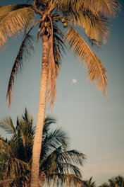 A farmer carefully harvesting coconuts from tall palm trees under a golden sunset.