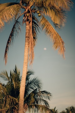 A farmer carefully harvesting coconuts from tall palm trees under a golden sunset.
