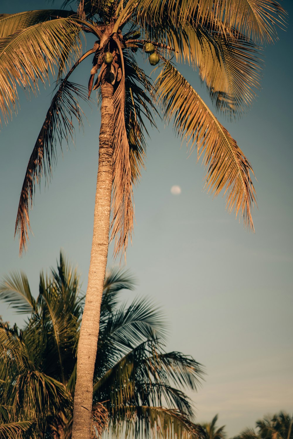 a palm tree with a half moon in the background