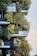 An apartment building featuring balconies lushly decorated with abundant greenery and trees, blending architecture and nature harmoniously.