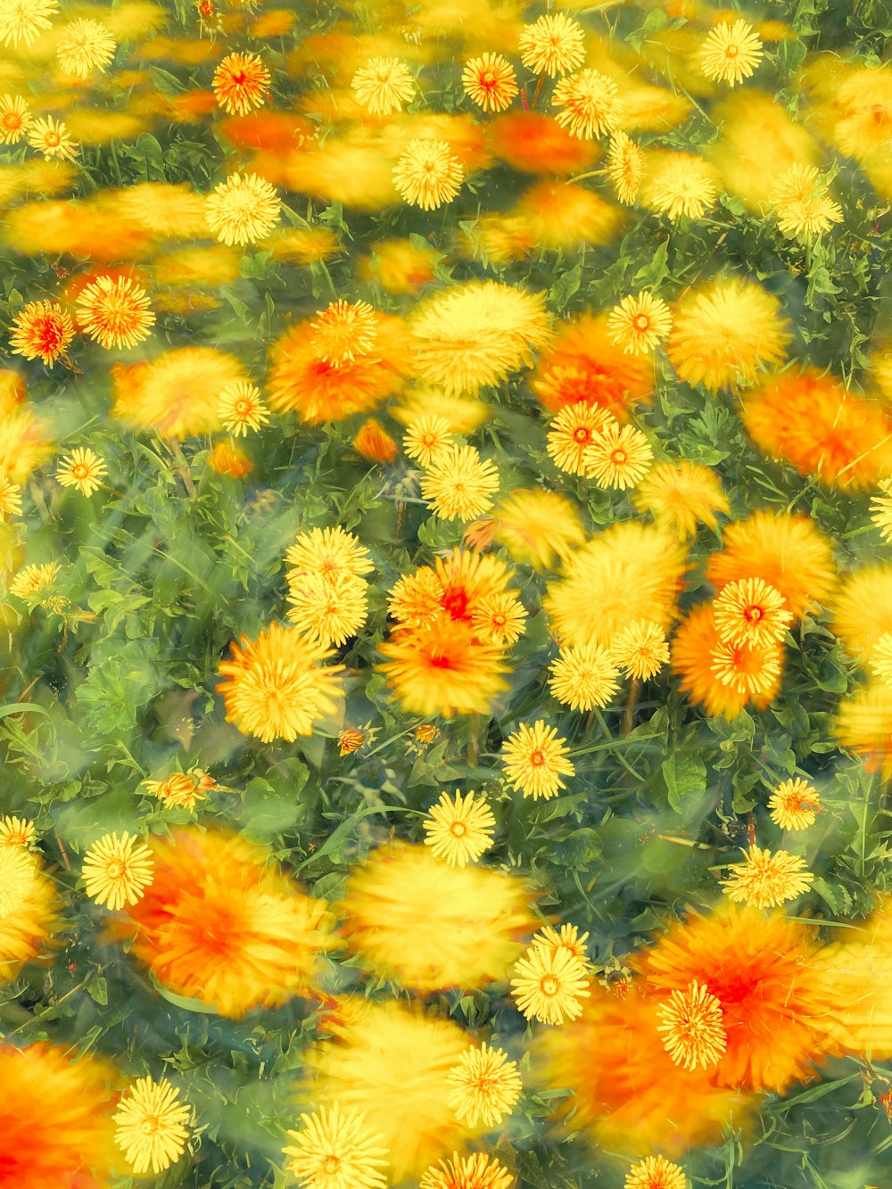 um campo cheio de flores amarelas e alaranjadas