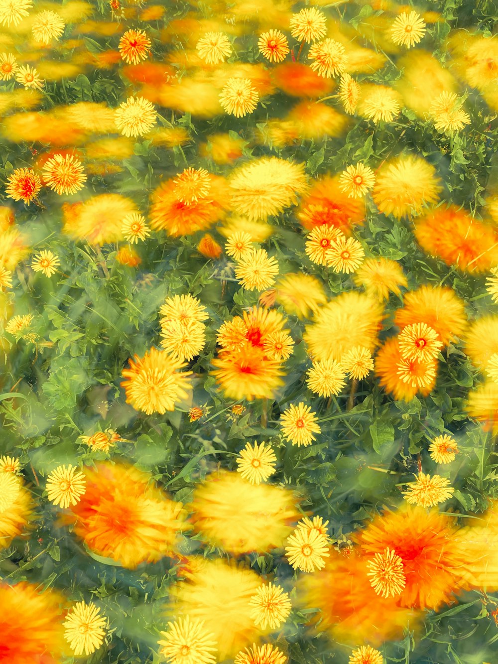 a field full of yellow and orange flowers