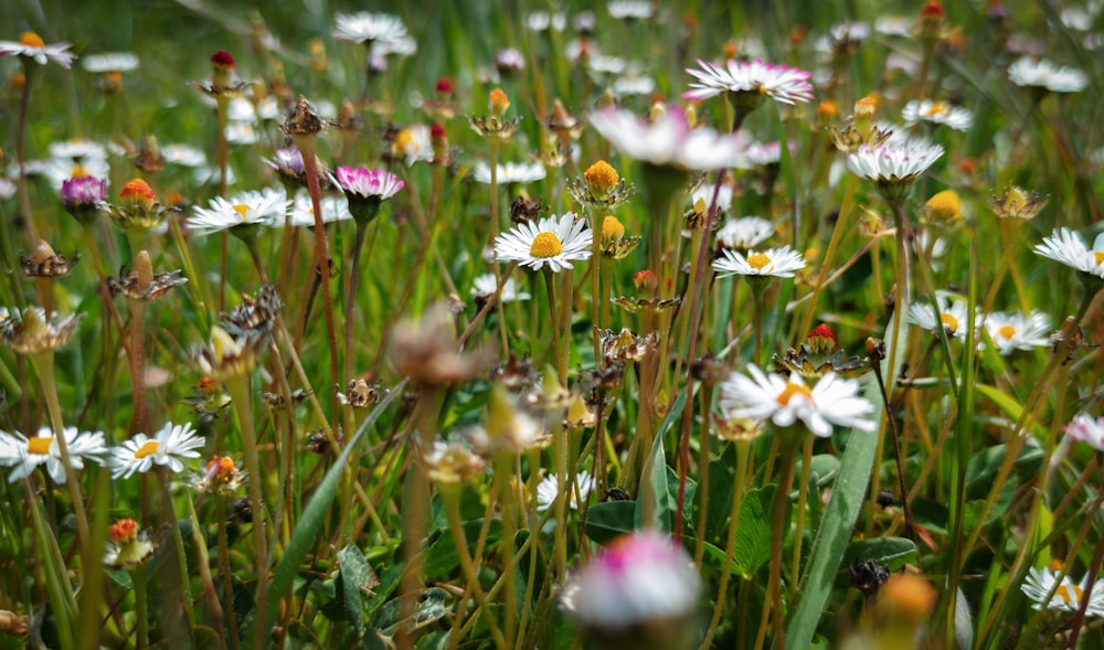 a field full of white and pink flowers