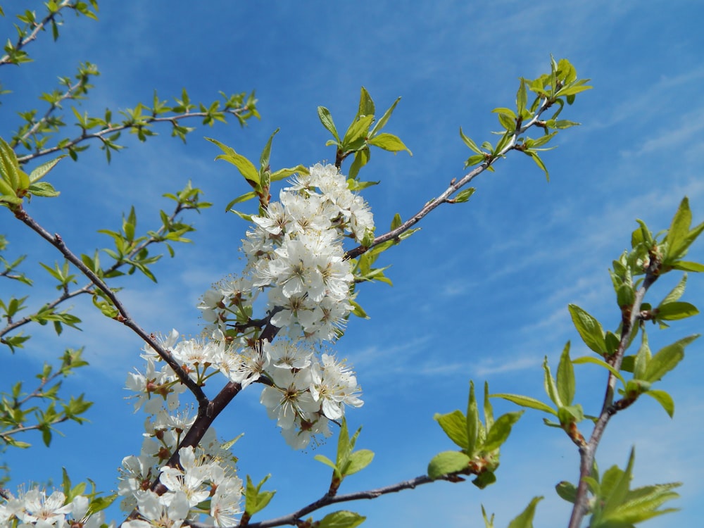 a tree branch with white flowers and green leaves